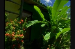 'Fiesta, The' screenshot nº 23
