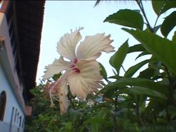 'Miss Big Ass Brazil 3' screenshot nº 64
