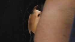 Captura de 'Transsexual Glory Holes' nº 60