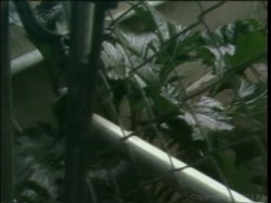 Captura de 'Stolen Kisses' nº 51