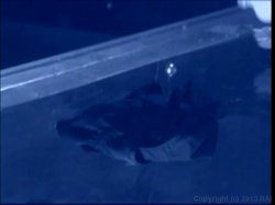 Captura de 'Stocking Strippers Spanked 3' nº 4