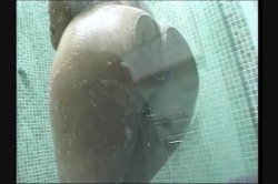 'Big Cocks Tiny Holes' screenshot nº 6