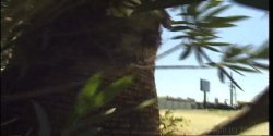 'Filthy Shemale Sluts' screenshot nº 3