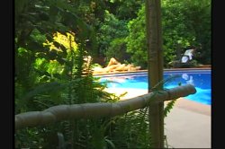 'All Natural 1' screenshot nº 57