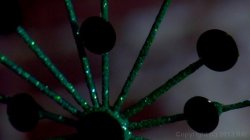 Captura de 'Lesbian Spotlight: Charley Chase' nº 2