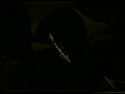 Captura de 'Sean Michael's King of Black Cock - Just Another Cock Victim' nº 9