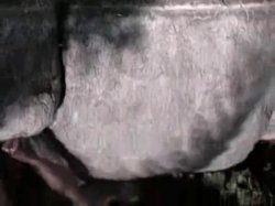 Captura de 'Big Tits Fat Nipples 5' nº 61