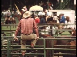 'Wild Dallas Honey' screenshot nº 100
