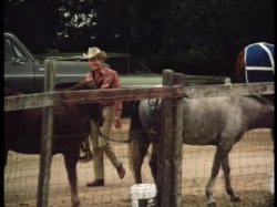 'Wild Dallas Honey' screenshot nº 102