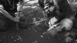 Captura de 'Russians are Cumming' nº 48