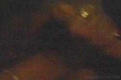 Captura de 'Real Boogie Nights, The' nº 71