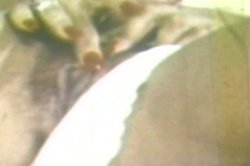 Captura de 'Real Boogie Nights, The' nº 30
