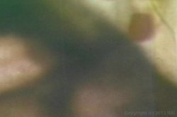 Captura de 'Real Boogie Nights, The' nº 41