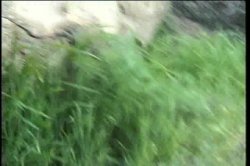 'Black Cherry CoEds 1' screenshot nº 2