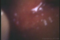 Captura de 'Seka's Anal Ecstasy' nº 21