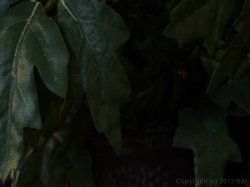 Captura de 'Freshmen Anal Orientation' nº 131