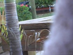Captura de 'Filthy's Peepin' Tom 2' nº 4