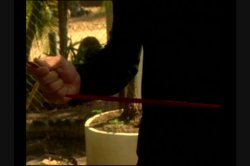 'Caribbean Heat' screenshot nº 101
