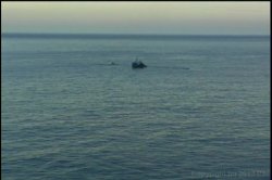 'Anal in the Amazon 4' screenshot nº 51