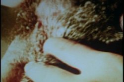 'Fantastic Naturals' screenshot nº 50