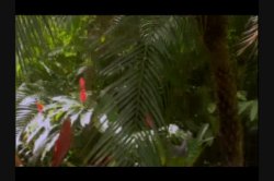 'Eden' screenshot nº 3