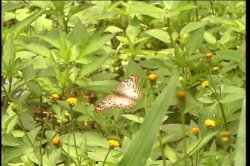 'Wild She Males of Brazil 1' screenshot nº 4