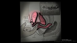 Captura de 'Expert Guide To: Female Ejaculation' nº 4