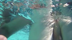 'Trans Pool Party' screenshot nº 99
