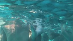'Trans Pool Party' screenshot nº 101