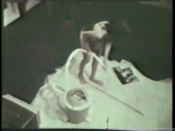 Captura de 'Peepshow Loops 533: 1970's' nº 59