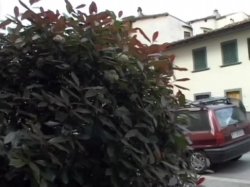 Captura de 'Tutti sposi con la moglie del prosi' nº 9