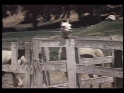 'Little American Maid' screenshot nº 122