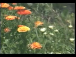 Captura de 'Dreams of Candace Hart, The' nº 73