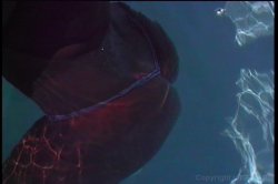 'We Go Deep 7' screenshot nº 98