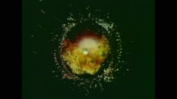 Captura de 'White Poles in Dark Holes' nº 1