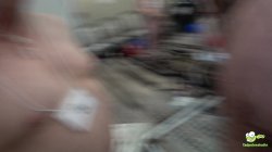 Captura de 'Laci Foxx Fluffing at Rebel Rhyder's EPIC Gangbang' nº 56