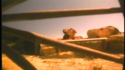 Captura de 'Wild, Wild Chest, The' nº 99