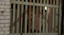'Scream XXX: A Porn Parody' screenshot nº 31