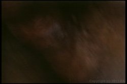 Captura de 'Swedish Erotica Vol. 25' nº 42