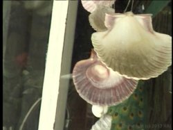 Captura de 'Voyeur's Favorite Blowjobs & Anals 4, The' nº 14
