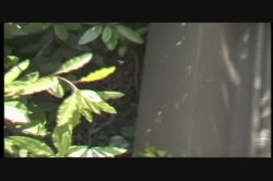 Captura de 'Tushy Con Carne' nº 7
