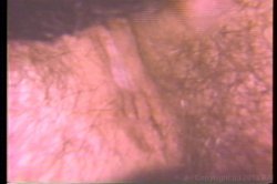 'Annie Sprinkle Rides Again' screenshot nº 111