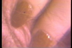 'Annie Sprinkle Rides Again' screenshot nº 113