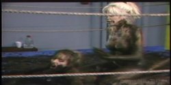 Captura de 'Wrestling Fetish Lesbians 2' nº 117