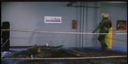 Captura de 'Wrestling Fetish Lesbians 2' nº 134