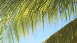 Captura de 'Am Liebsten Wild Und Heiss' nº 78