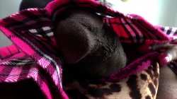 'True History Of She-Male Cock 5, The' screenshot nº 23
