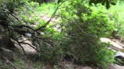 Captura de 'Anal Encounters' nº 37