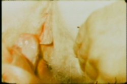 Captura de 'Cock Teasers' nº 76