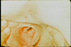 Captura de 'Cock Teasers' nº 80